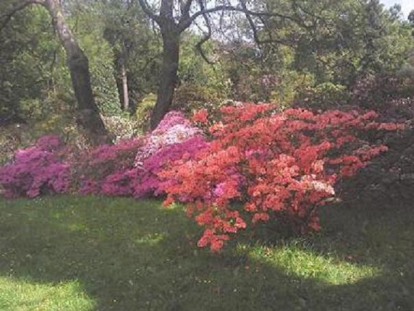 Rozkvetlé rododendrony - symbol růstu a přírodní léčby